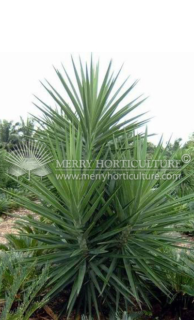 Yucca elephantipes 1